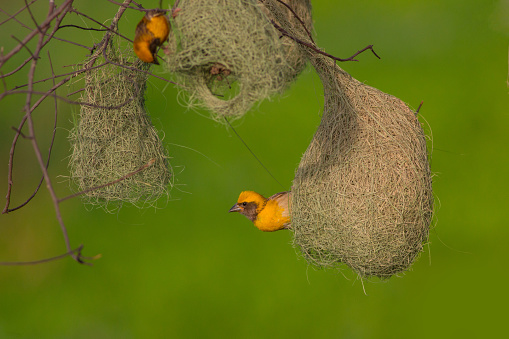 Baya weaver bird busy in making hanging nest
