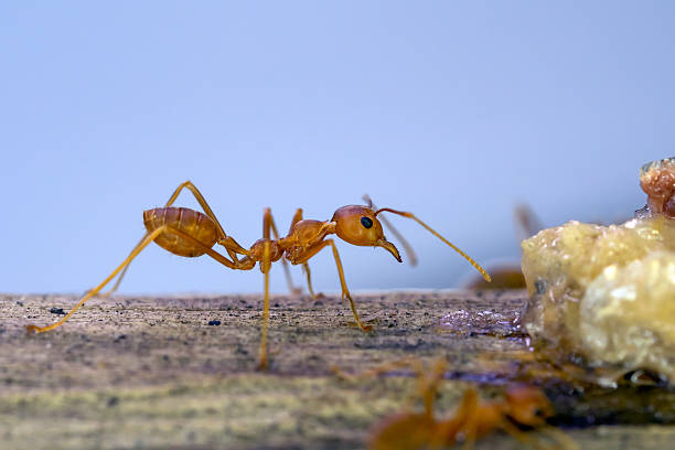 istock ants find and move around their food 614136782