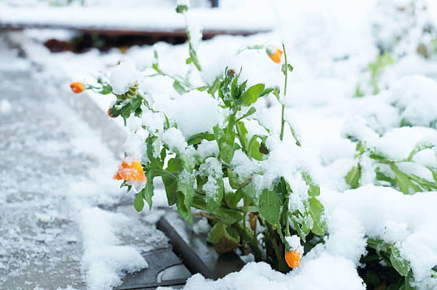 istock First snow on the footwalk and marigold flowers 614136938