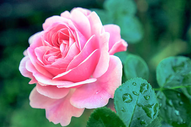 a rosa do jardim após a chuva - 華やか - fotografias e filmes do acervo