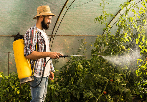 Smiling man standing in a greenhouse and spraying tomatoes with crop sprayer.