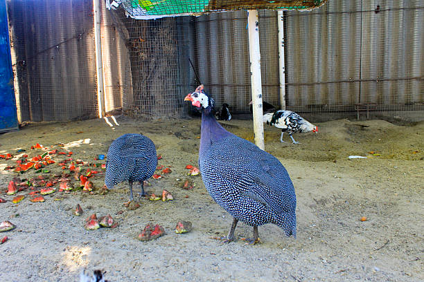 istock Guinea Fowl on farmyard 614137520