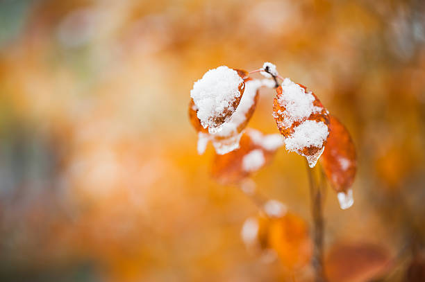 istock First snow on the yellow autumn leaves in the forest. 614138032