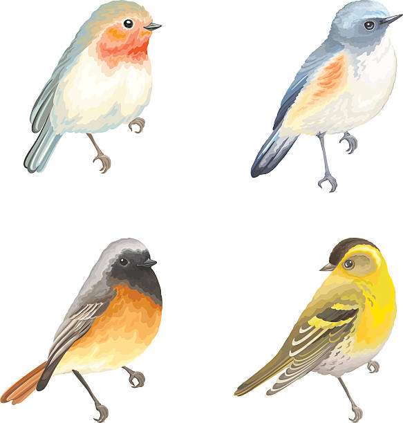 sammlung von vögeln robin, blauschwanz, redstart und siskin, vektor-illustration. - fichtenzeisig stock-grafiken, -clipart, -cartoons und -symbole