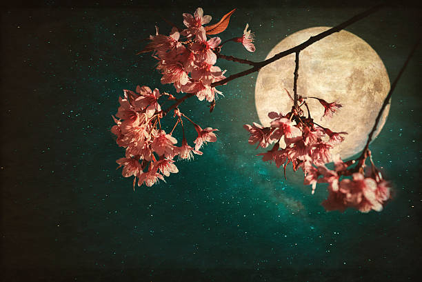 istock Beautiful pink cherry in night 614142410
