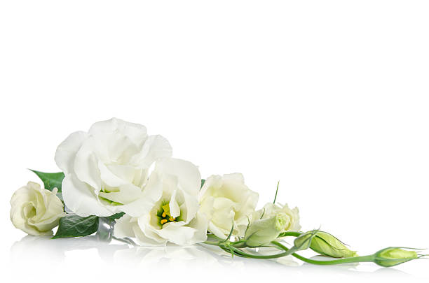 istock corner from beautiful white eustoma flowers isolated on white background 614143756