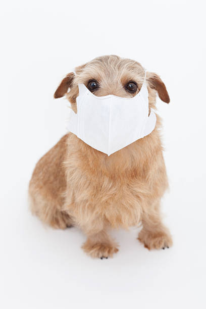 istock Puppy wearing a surgical mask 614145700