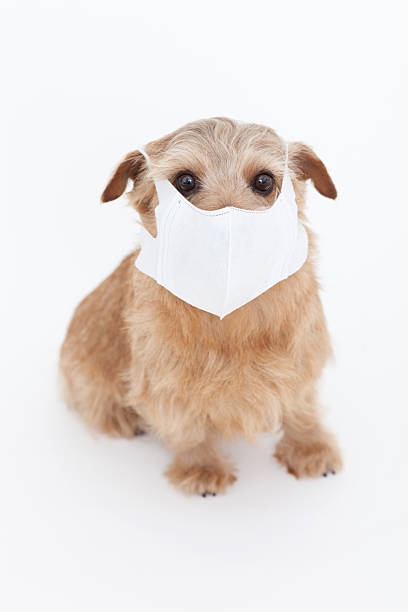 istock Puppy wearing a surgical mask 614145780