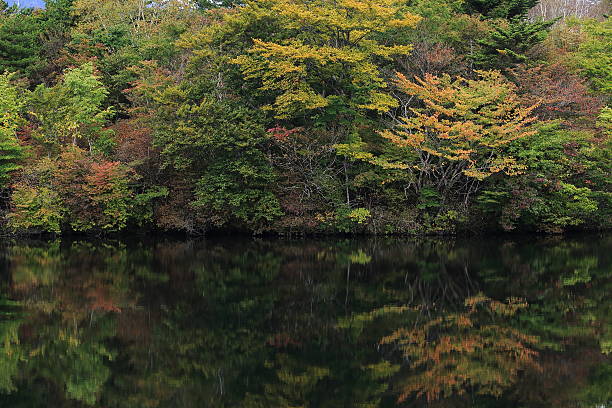 istock Autumn leaves and Green leaves 614147690