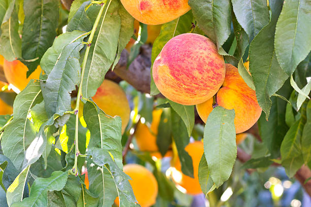 Peaches (Prunus persica)