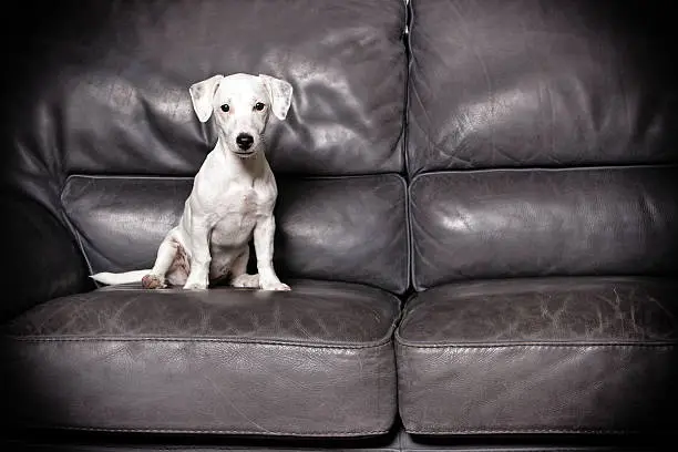 jack russel puppy sitting in  sofa watching the camera .