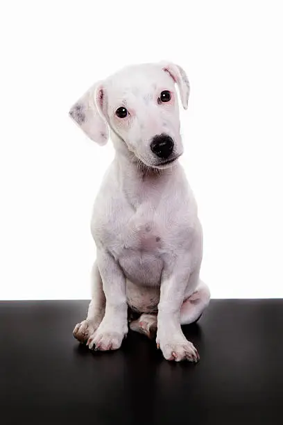 jack russel puppy sitting and watching, white background