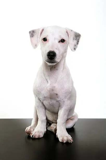 jack russel puppy sitting and watching, white background