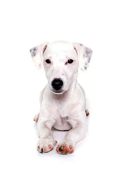 jack russel puppy lyingand watching, white background