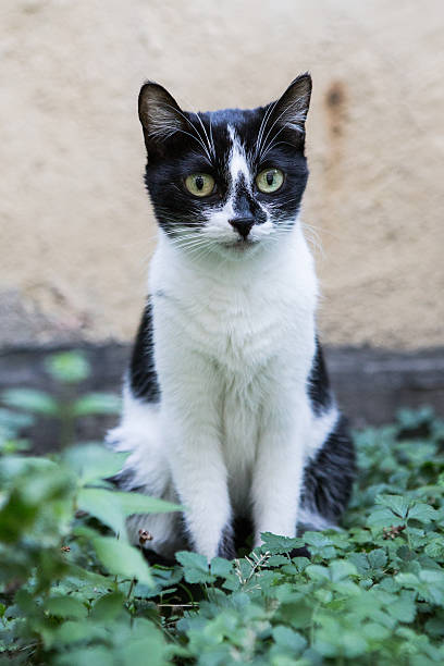 istock little cat watching  in the garden 614148784