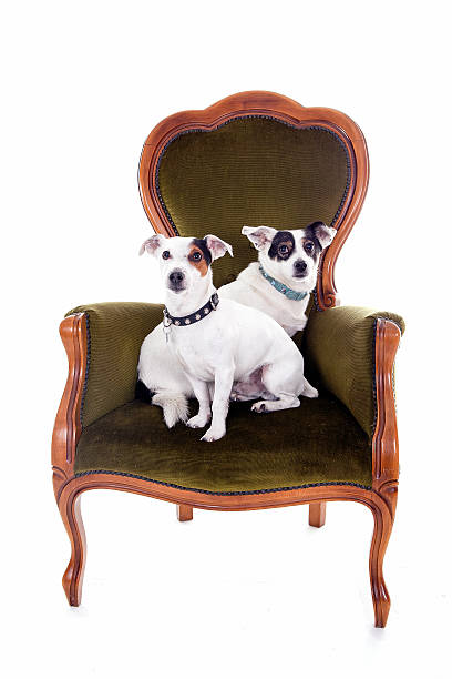 istock two jack russell sitting on a chair 614149990