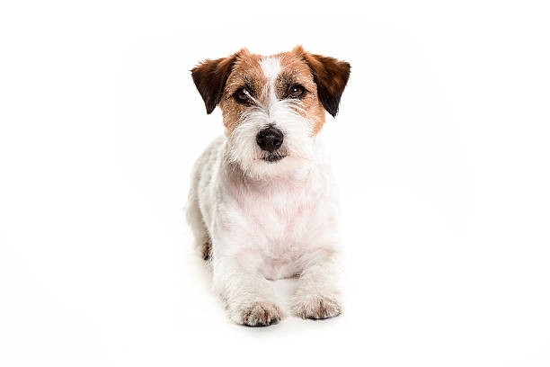 istock jack russell dog posing laying in white studio 614150280