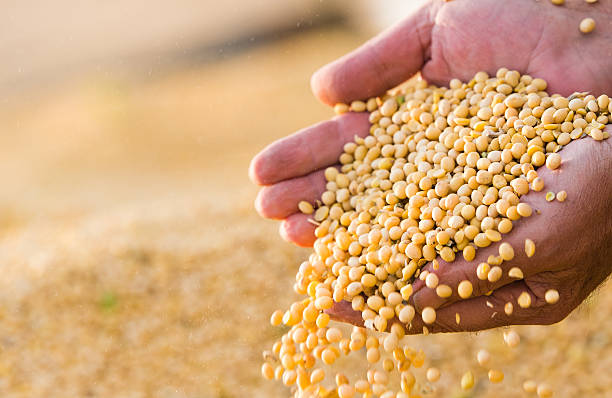 istock Soya bean seed in hands of farmer 614153210