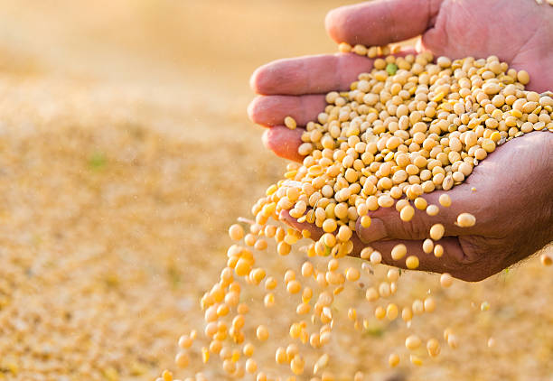 istock Soya bean seed in hands of farmer 614153448