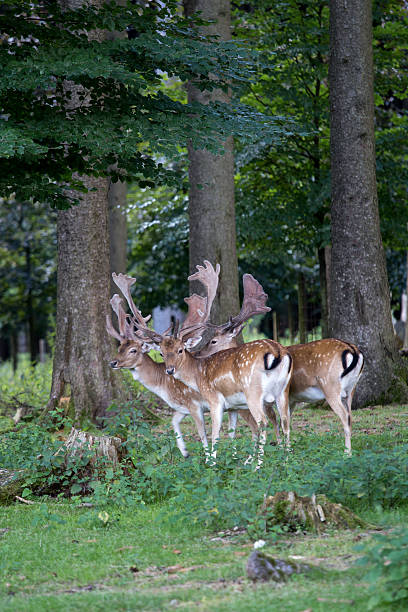 istock Herd of Male Fallow Deers in the Forest 614153678