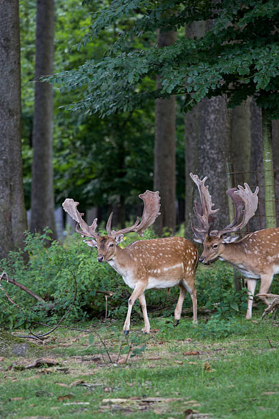istock Herd of Male Fallow Deers in the Forest 614153742