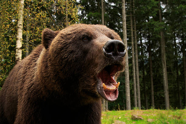 Bear Fury Furious wild bear in the wood roars showing his teeth snarling photos stock pictures, royalty-free photos & images