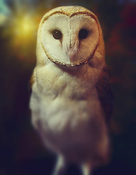istock Barn owl portrait with nature background 614205682