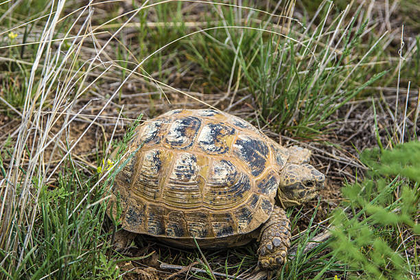 istock Wild turtle in steppe in Kazakhstan, Malaysary 614206322
