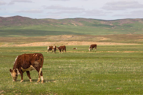 istock cows grazing on kazakh steppe pastures 614206478