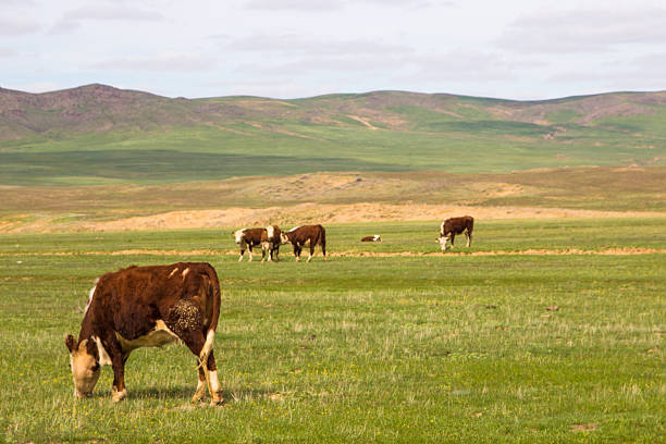 istock Cows grazing on kazakh steppe pastures 614206516