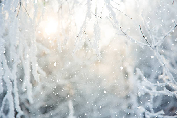 istock Winter scene - Frosted branches. Winter in the woods 614206666