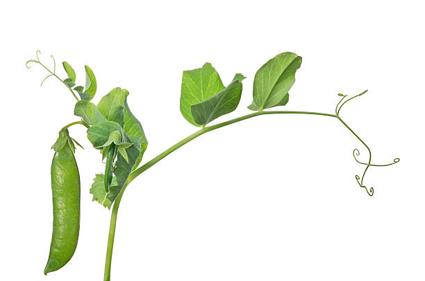 isolated green pea on stem stock photo