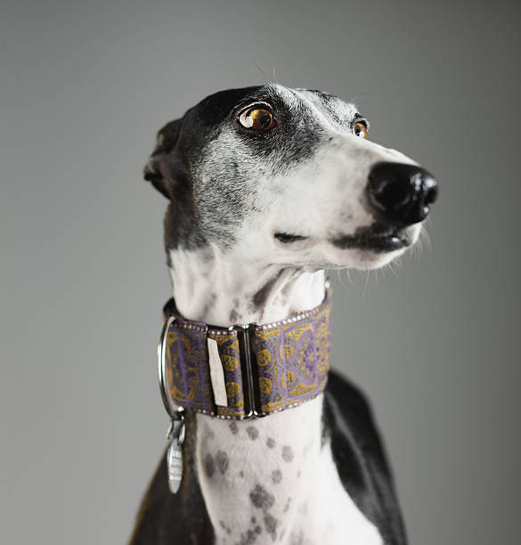 Portrait of a greyhound dog
