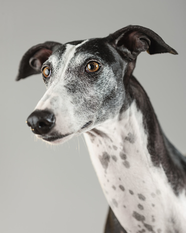Retrato de un perro galgo photo