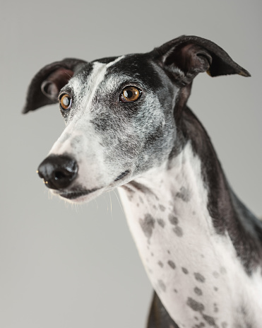 Studio portrait of a greyhound dog posing in front of the camera paying attention. The dog is a slim racer greyhound grey and white with brown yellowish eyes. Visible scars on the body because is a rescued dog. Vertical color image from a DSLR. Sharp focus on eyes.