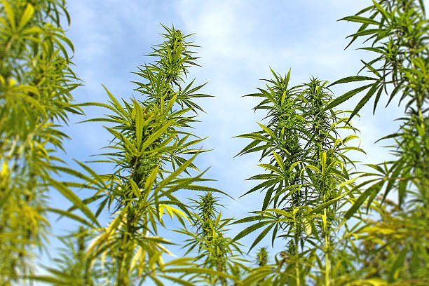 istock Field of cannabis plant with buds 614207462