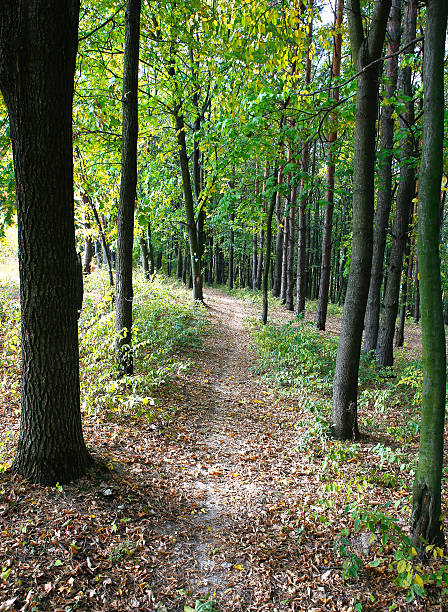 istock Different views of autumn scenery 614207522