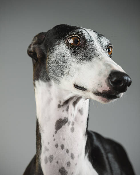 istock Portrait of a greyhound dog 614207572
