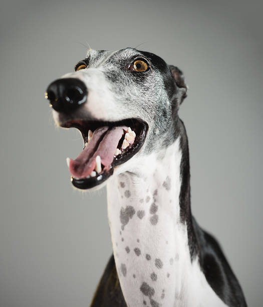 istock Portrait of a greyhound dog 614207668
