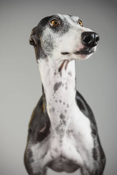 istock Portrait of a greyhound dog 614207728