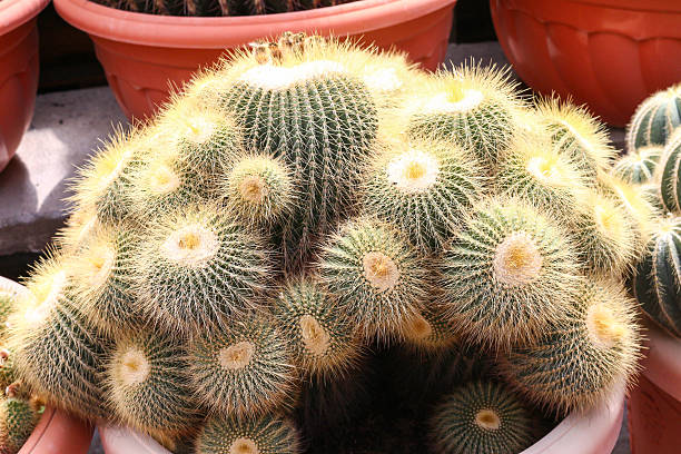 istock cactus in cameron highland, malaysia 614207908