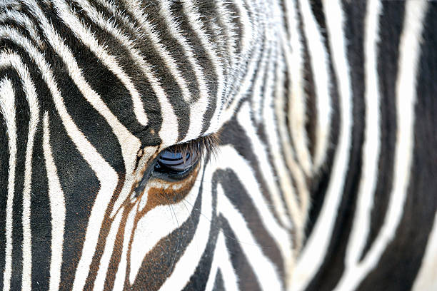 istock Close up of a zebra 614210224