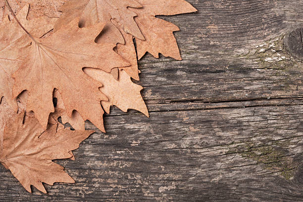 istock Autumn background on wooden board 614210268