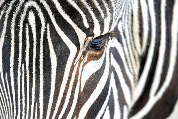 istock Close up of a zebra 614210320