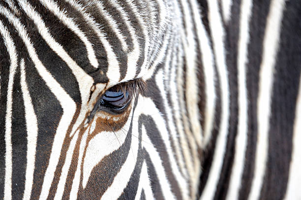 istock Close up of a zebra 614210376