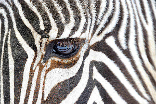 istock Close up of a zebra 614210410