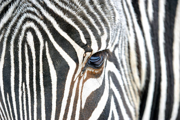 istock Close up of a zebra 614210468