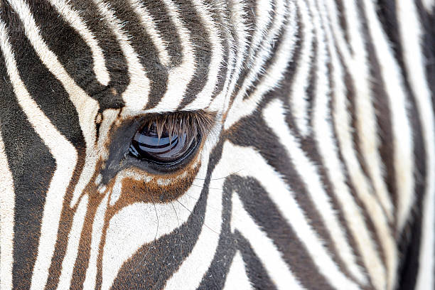 istock Close up of a zebra 614210522