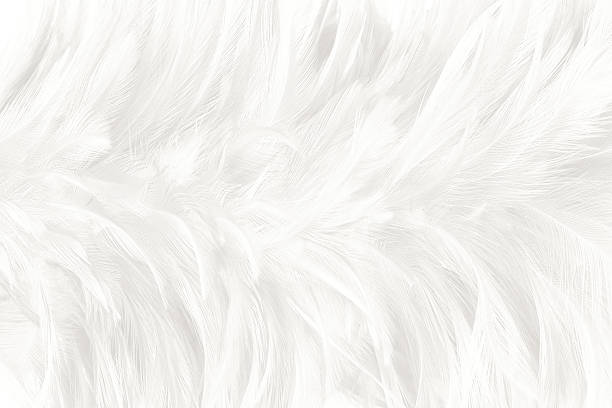 istock Black and white vintage color trends chicken feather texture background 614210610