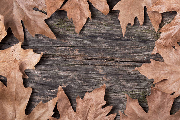 istock Autumn background on wooden board 614211278